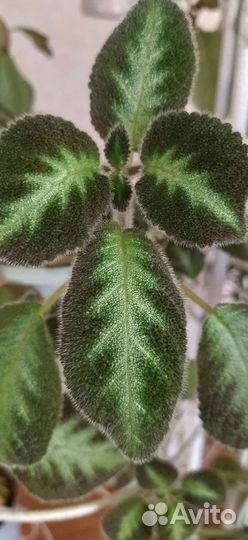 Эписции разные