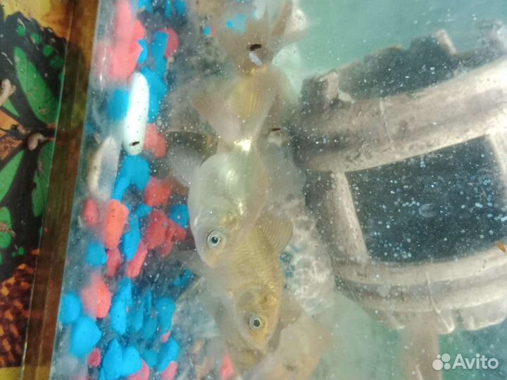 Золотые рыбки