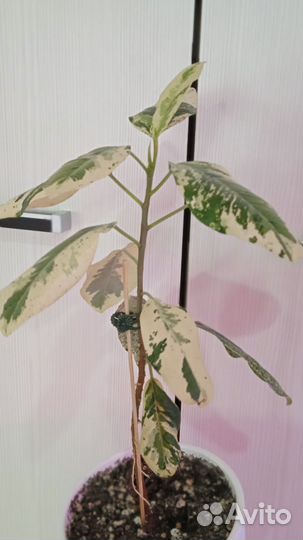 Фикус Рубигиноза вариегатная