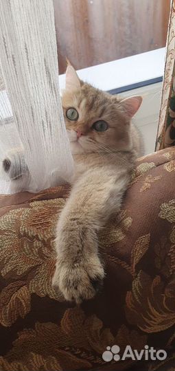 Британский кот вязка