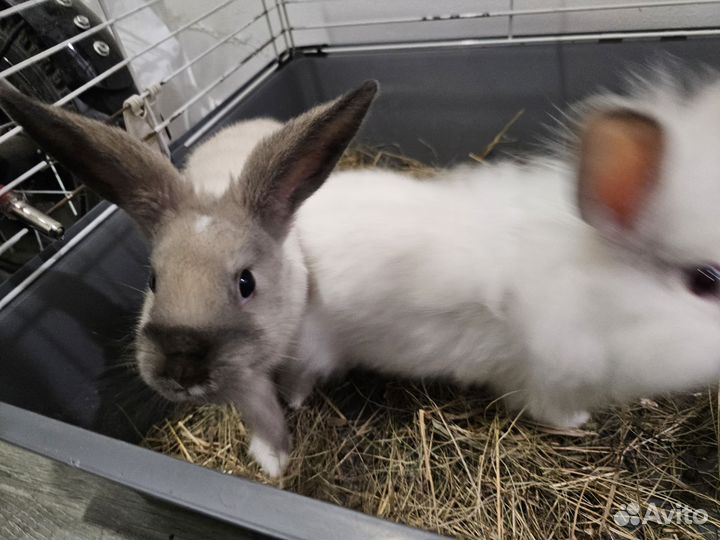 Декоративные кролики