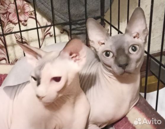 Канадский сфинкс вязка