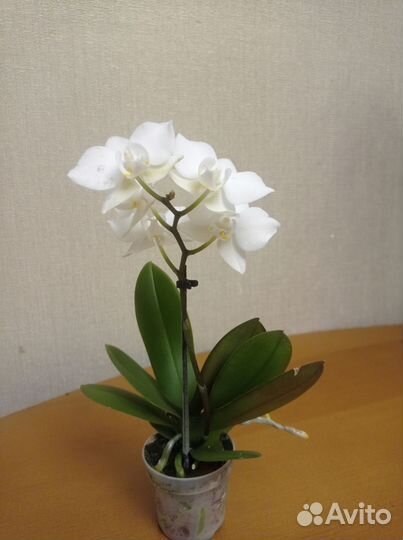 Орхидея фаленопсис миди белая