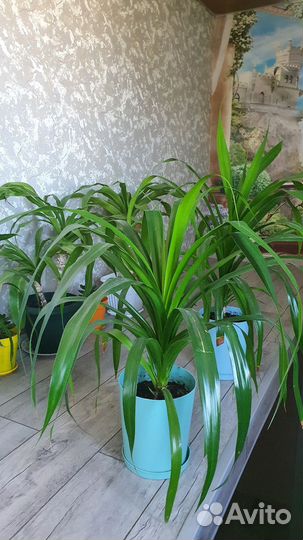 Комнатные растения