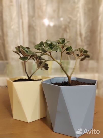 Аихризон дерево любви