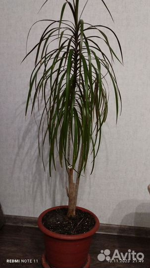 Пальма драцена