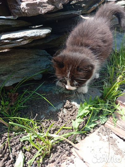 Котята сибирской кошки