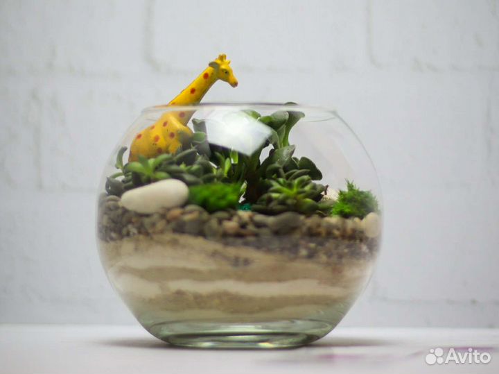 Флорариум суккуленты подарок детям ребенку