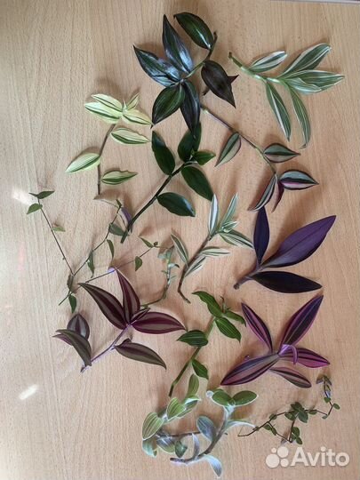 Традесканции на срез 15 сортов