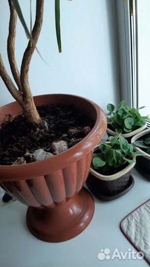 Пальма драцена