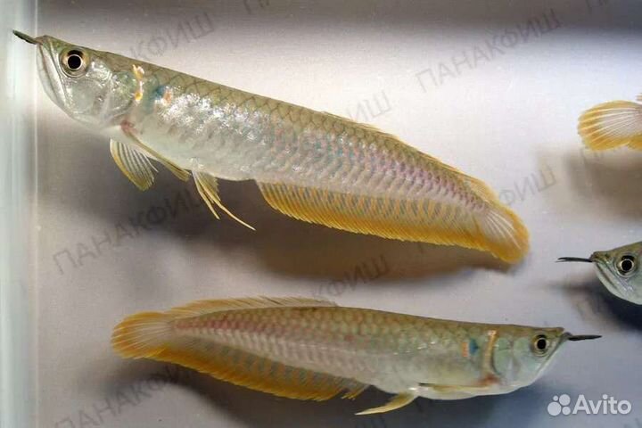 Арована американская