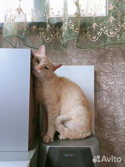 Ласковая кошка