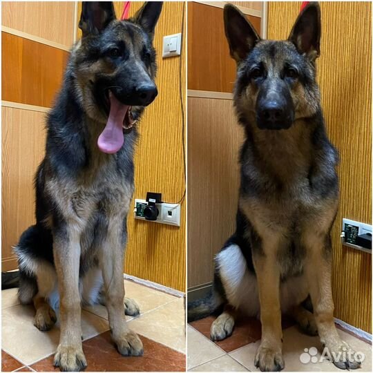 Требуется модель для груминга