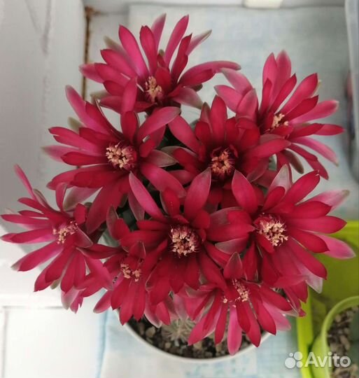 Кактус гимнокалициум gymnocalycium baldianum