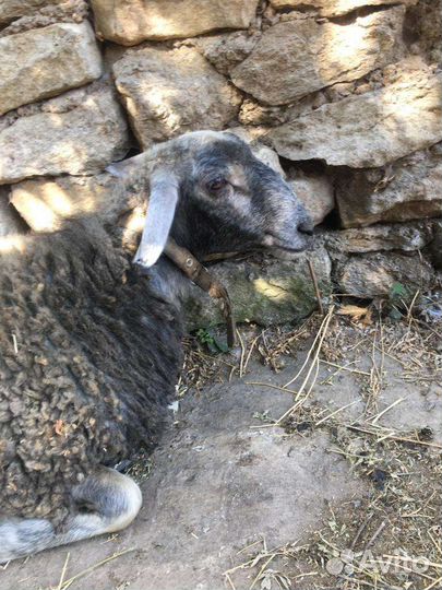 Козел на племя