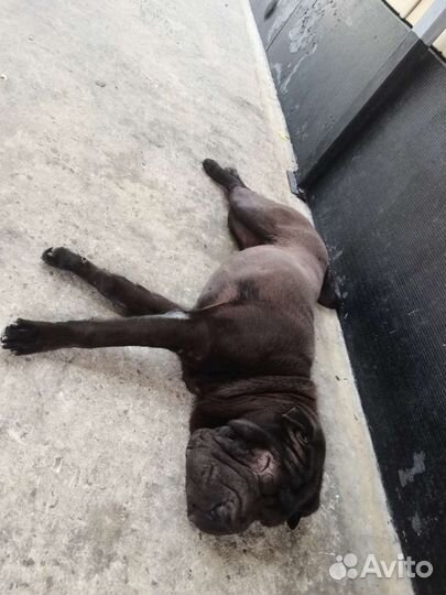 Шарпей девочка вязка