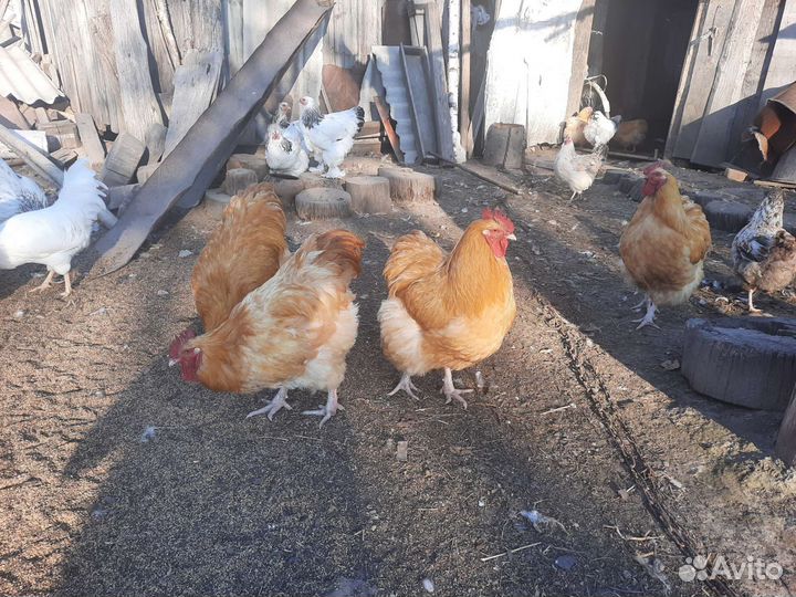 Петух орпингтон