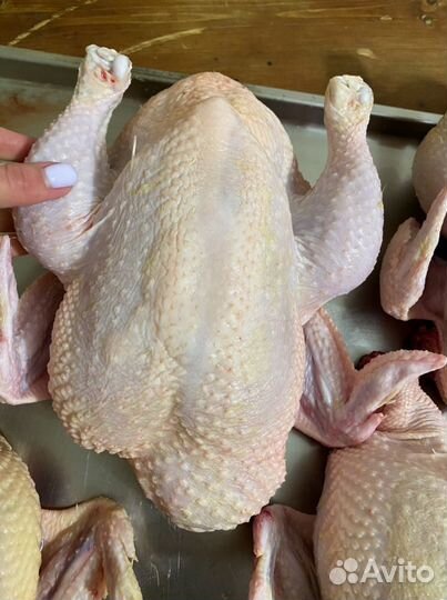 Мясо домашней курицы