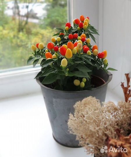 Семена декоративных перцев (Capsicum annuum)