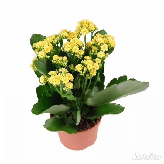 Коланхое (не лечебный), цветы желтые