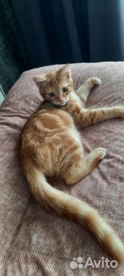 Котята в добрые руки бесплатно мальчик