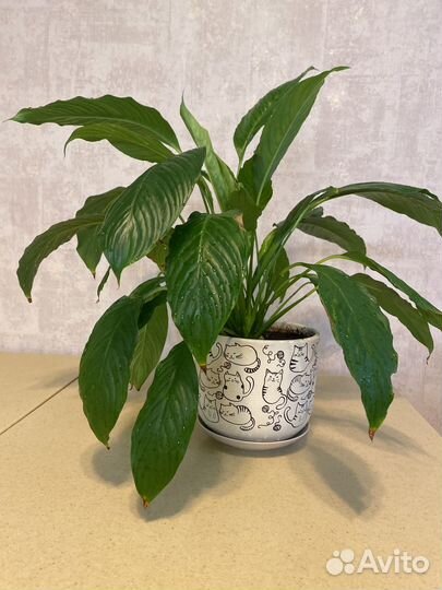 Спатифиллум