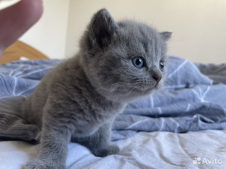 Британские котята