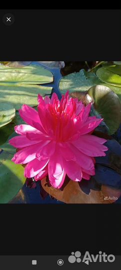 Нимфеи сортовые