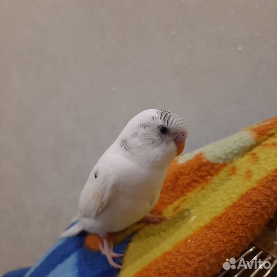 Волнистый попугай ручной