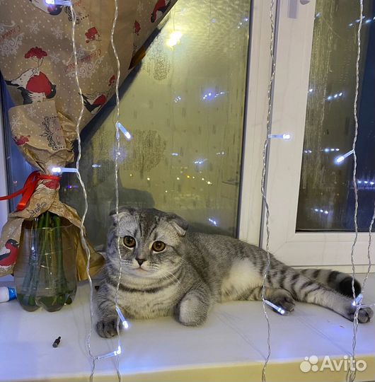 Кот в добрые руки
