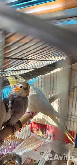 Попугай корелла