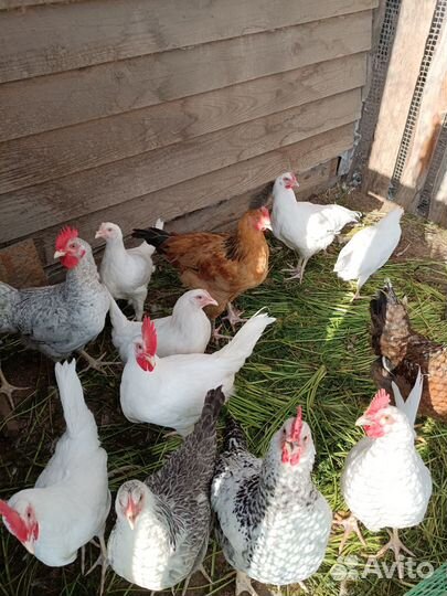 Молодые петушки