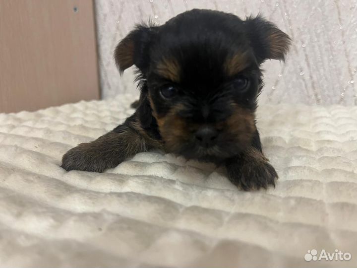 Йоркширский терьер мини беби фейс