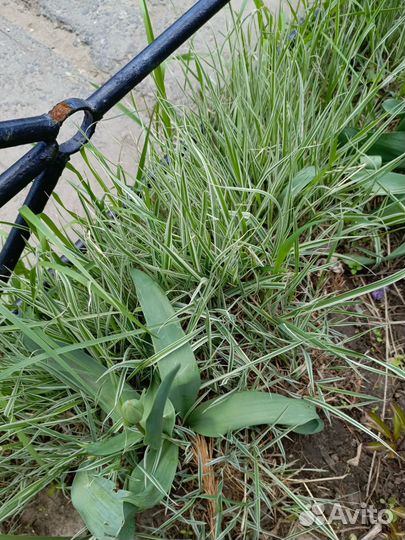 Цветы садовые