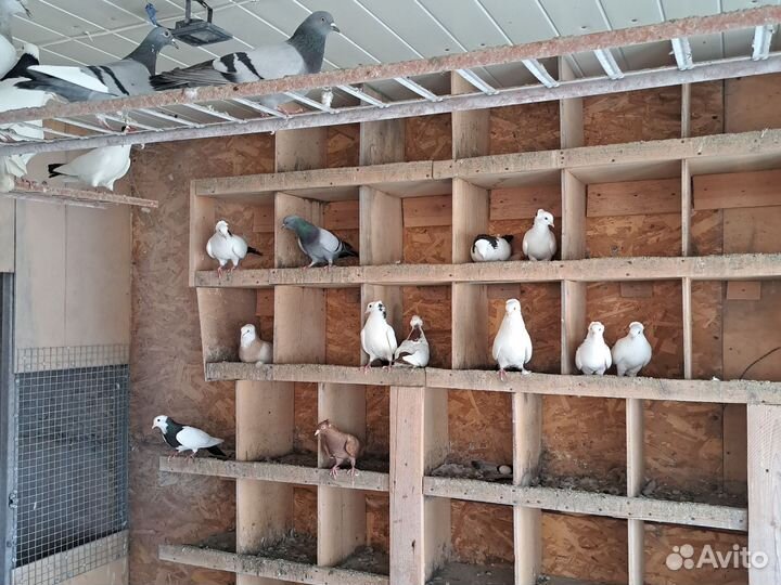 Продажа голубей