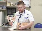 Скорая ветеринарная помощь. Ветеринарный врач