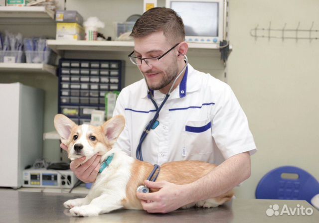 Скорая ветеринарная помощь. Ветеринарный врач