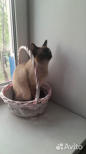 Сиамский кот