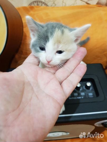 Котенок-девочка 1,5 месяца