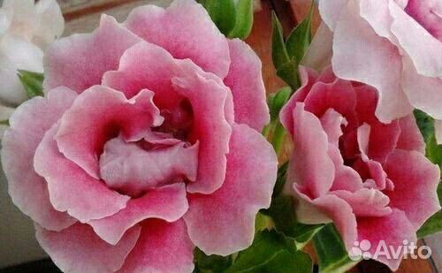 Глоксиния махровая цветущая