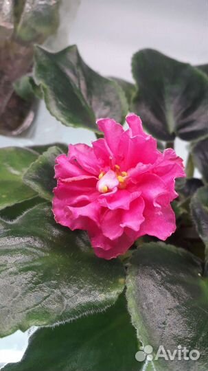 Сортовые фиалки