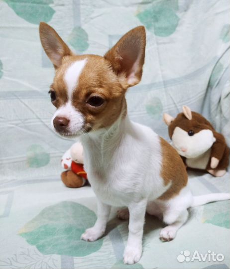 Щенки Чихуахуа мини