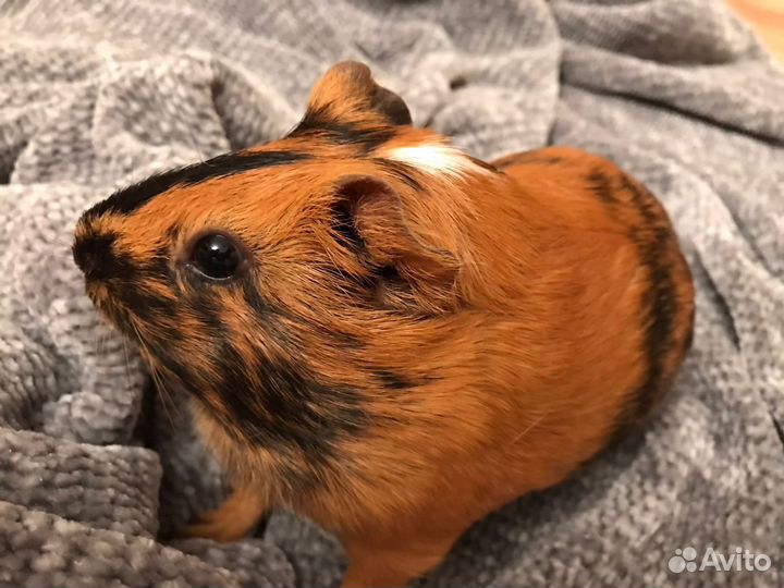 Морская свинка с клеткой