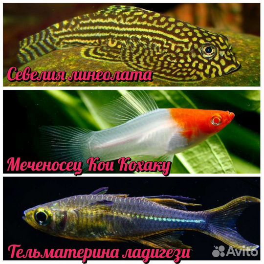 Аквариумные рыбки и растения