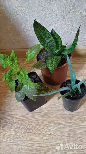 Комнатные растения