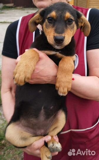 Метис в добрые руки