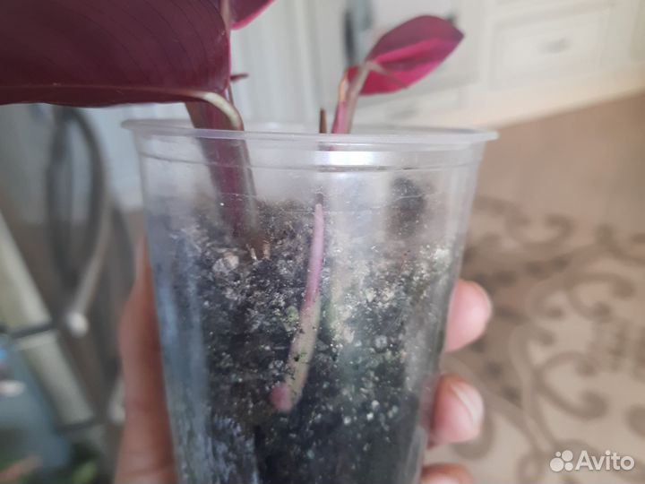 Строманта триколор, маранта триколор