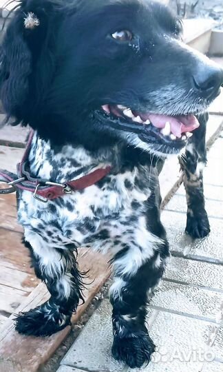 Собака в добрые руки отдам бесплатно