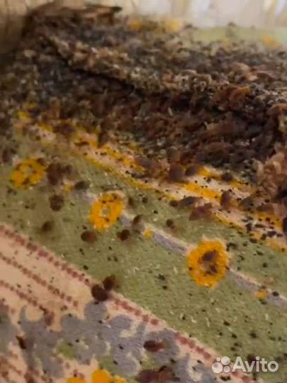 Обработка от тараканов и клопов,борьба с плесенью