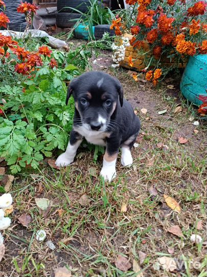 Плюшивая девчушка